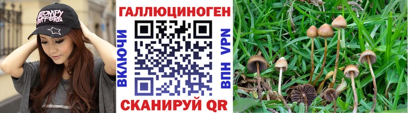 это наркотические препараты  закладки  Октябрьск  Галлюциногенные грибы Psilocybine cubensis 